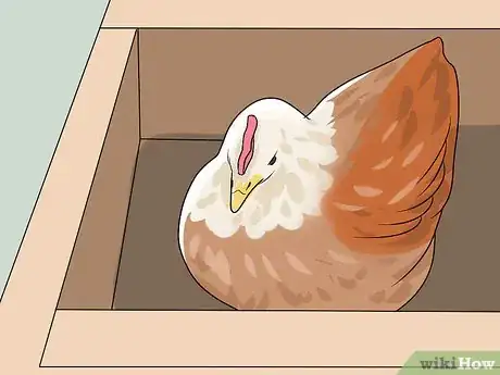 Image titled Add New Chickens to a Flock Step 3