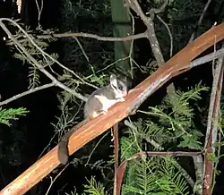 NSW DCCEEW researchers discover critically endangered Leadbeater's possum in Kosciuszko National Park, Australia