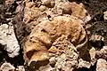 40&nbsp; cm diameter ammonite on a Kundudo fossil field