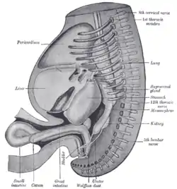 Reconstruction of a human embryo of 17&nbsp;mm