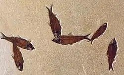 Knightia eocaena fish, about 10 centimetres (3.9&nbsp;in) long. Knightia is the most commonly excavated fossil fish in the world.