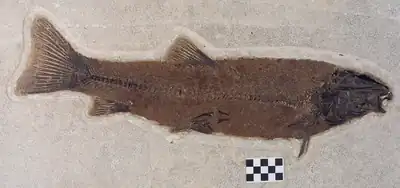 Notogoneus osculus, a 53-centimetre-long (21 in) bottom-dwelling fish from Fossil Lake.