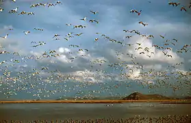 Ross's geese on a freshwater marsh