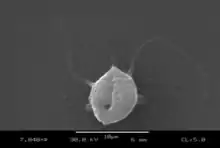 A greyscale image of a zoospore, as seen via a microscope