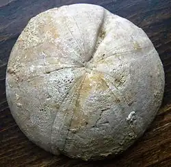 Fossile de Clypeus plotii (Cassiduloida)