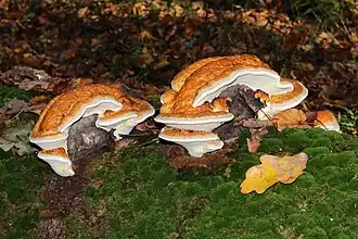 Fomitopsis pinicola