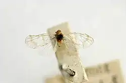 Rhotana opalina lectotype