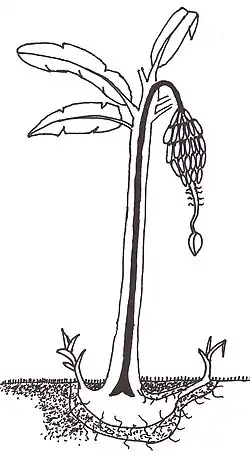 A drawing of a banana plant (Musa spp.)