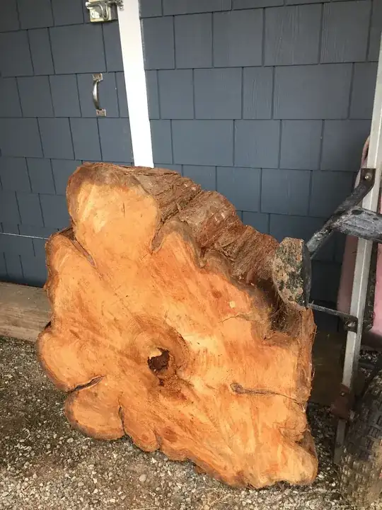 Large Cedar Tree Round